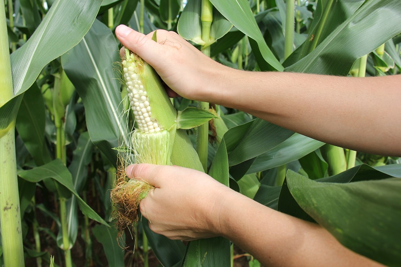 Hand holding corn