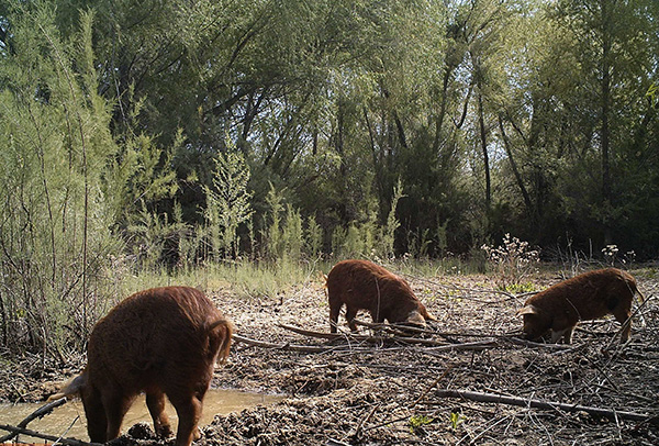 Feral Swine - USDA public domain photo