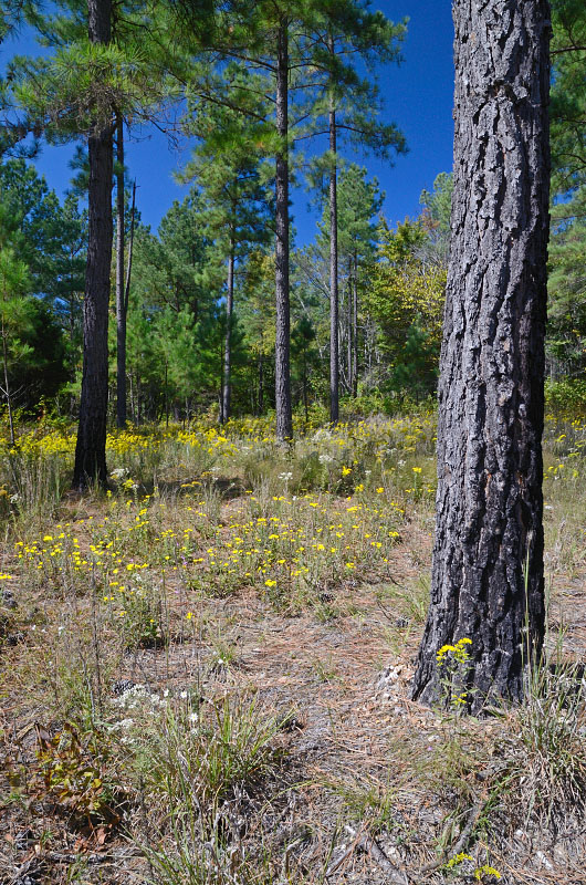 Photograph of scattered shortleaf pine above sun-loving, fire-adapted flowers.