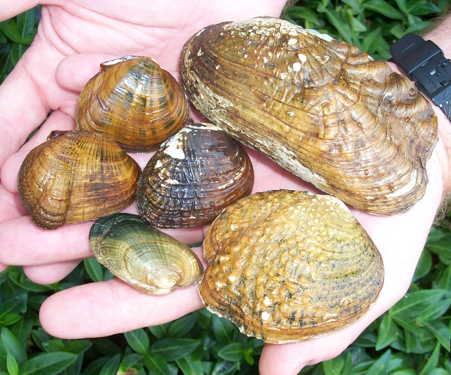 Two hands holding 6 different freshwater mussels all in shades of brown and varying in size