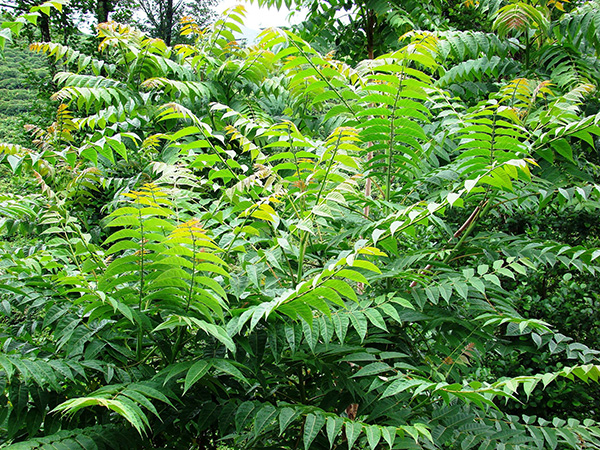Tree of Heaven - Photo Nature Serve