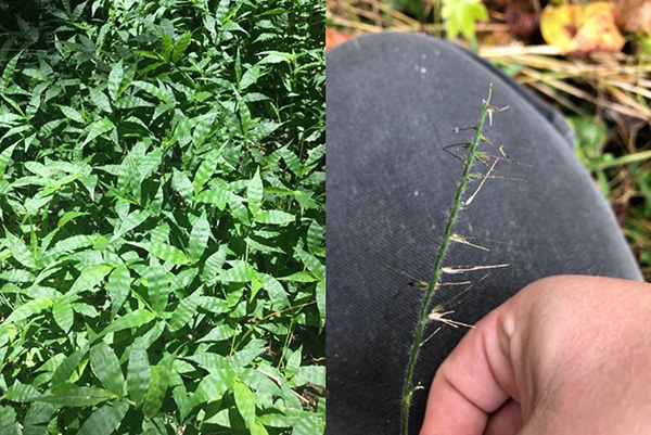 Wavyleaf Grass - photo Madeleine Kern Virginia State Parks