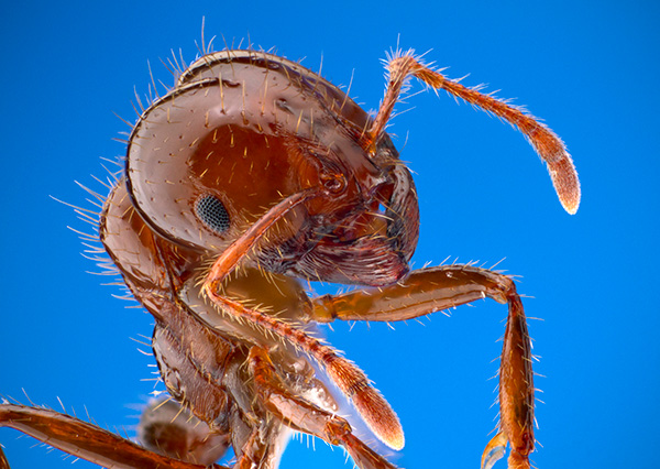Imported Fire Ant