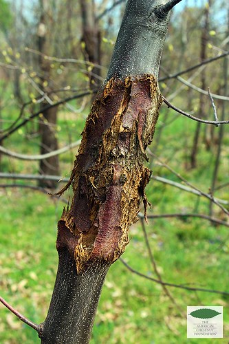 Chestnut blight, photo courtesy of The American Chestnut Foundation