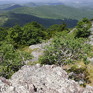 Buffalo Mountain Natural Area Preserver