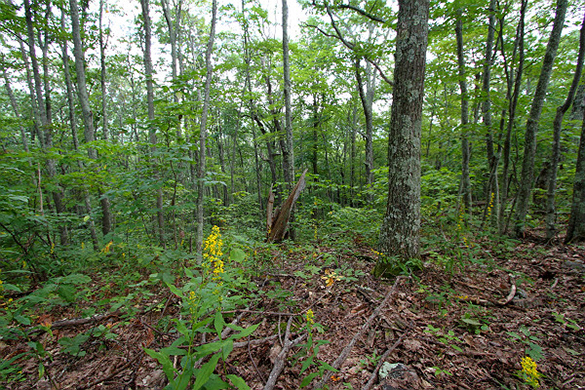 Chestnut Ridge Natural Area Preserve. Photo Irvine T. Wilson