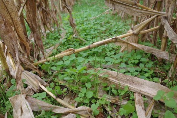 Cover crops