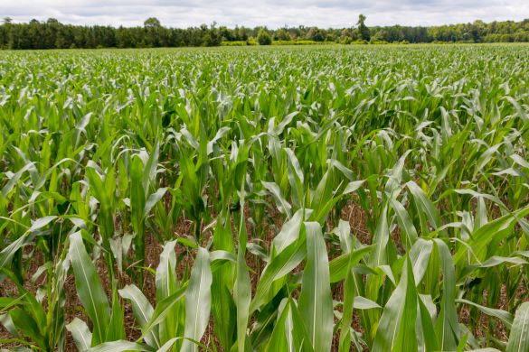 Cover crop in corn