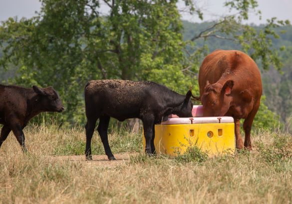 Cows drinking from water trough