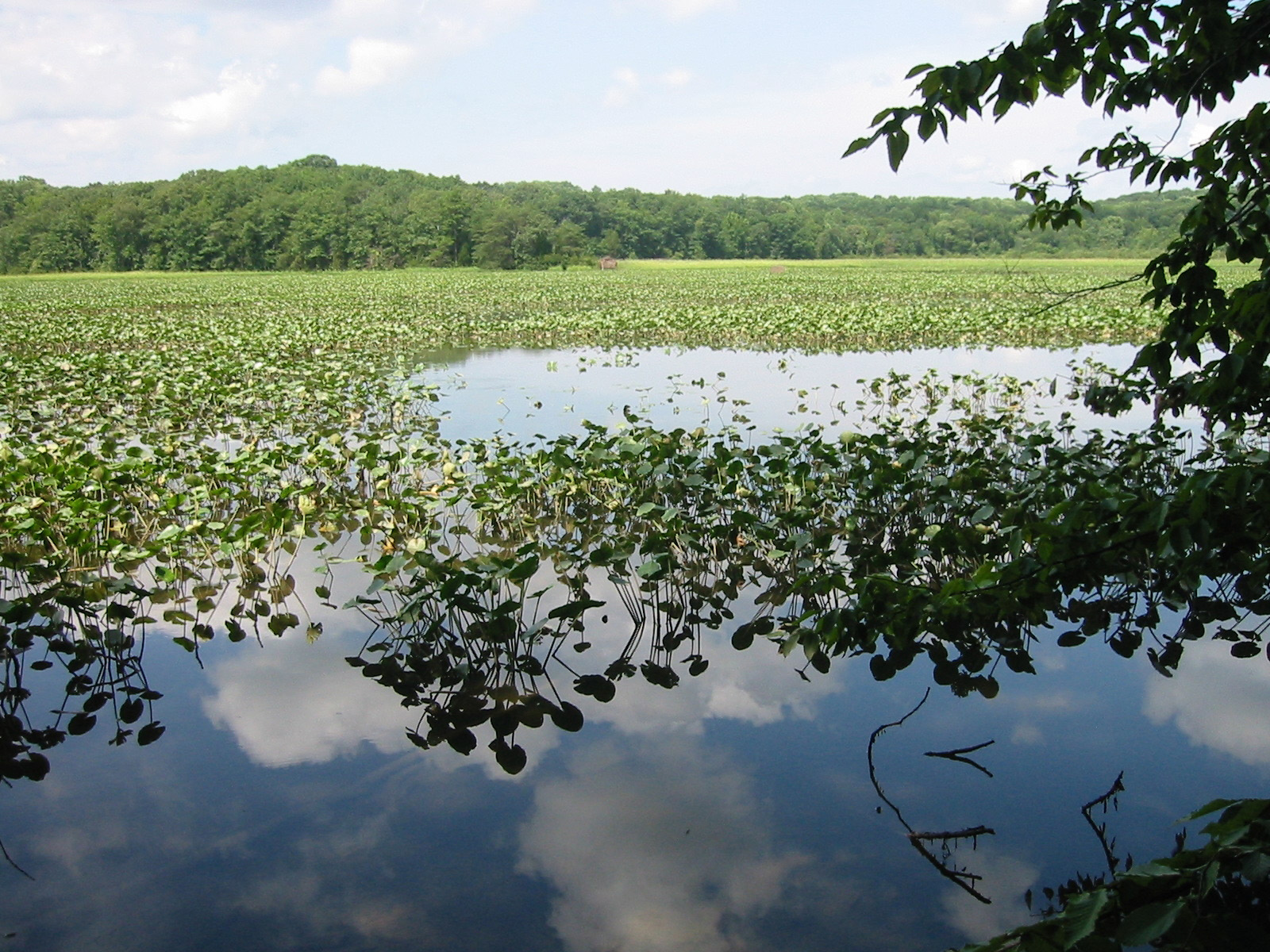 Showing Crow's Nest Natural Area Preserve