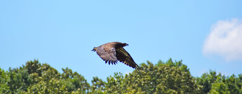 Eagle #22-0980 flying