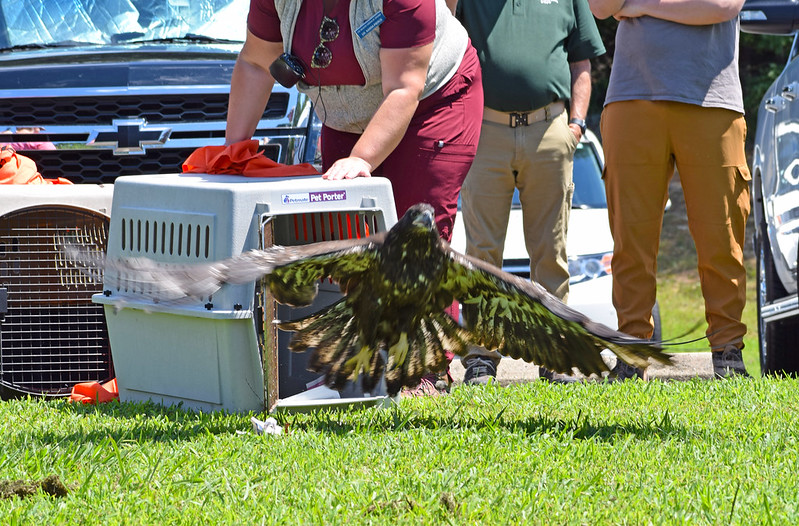 Eagle flying out of the carrier.