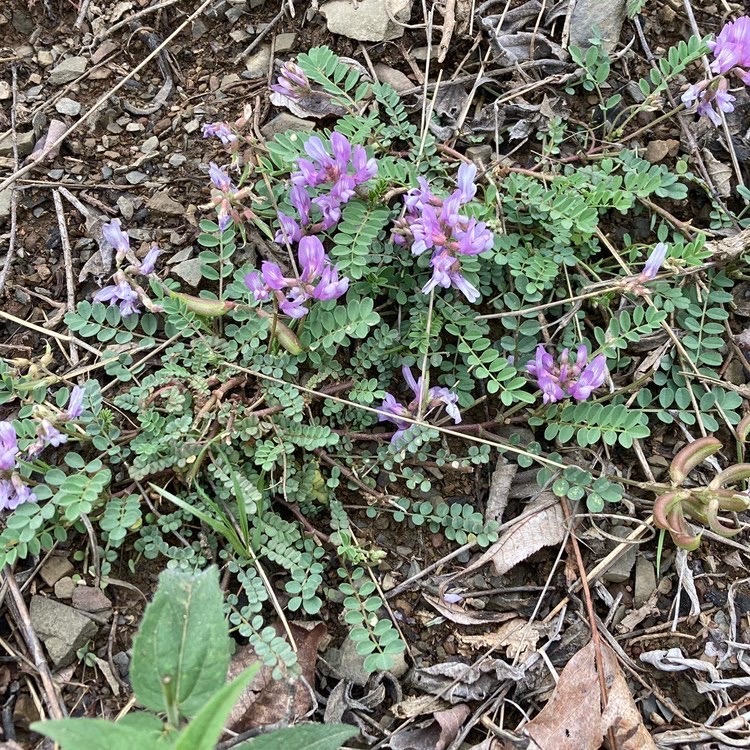 The species is known from only six locations in Virginia, most from collections in the 1930s. Ozark milkvetch had not been observed on Short Mountain in Shenandoah County since 1987.
