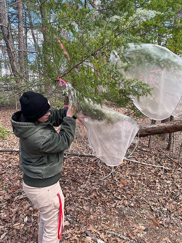 Releasing silver flies