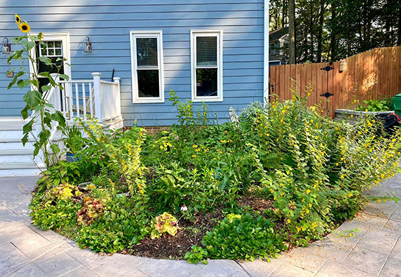 garden in 2023