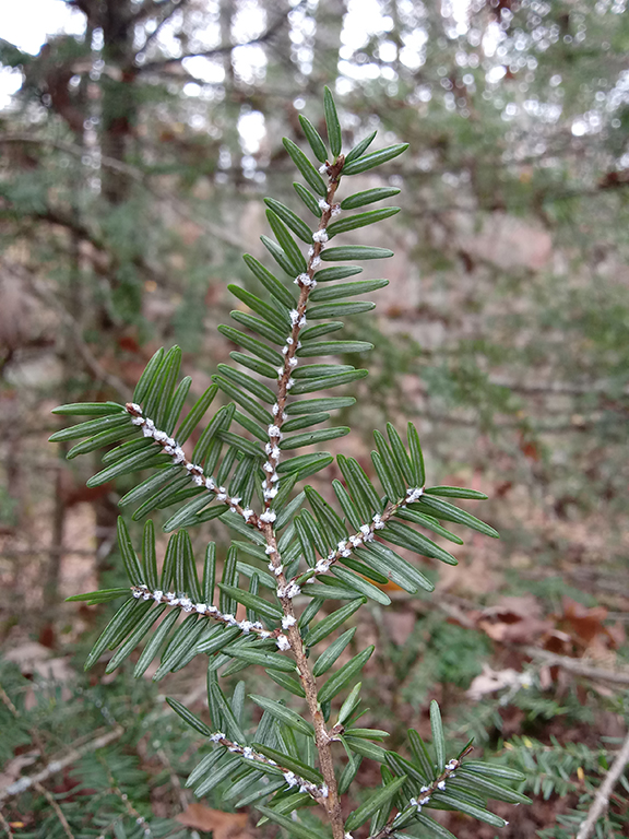 HWA Ovisacs