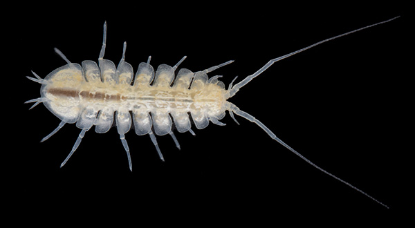 Litton Cave in Lee County isopod Lirceus