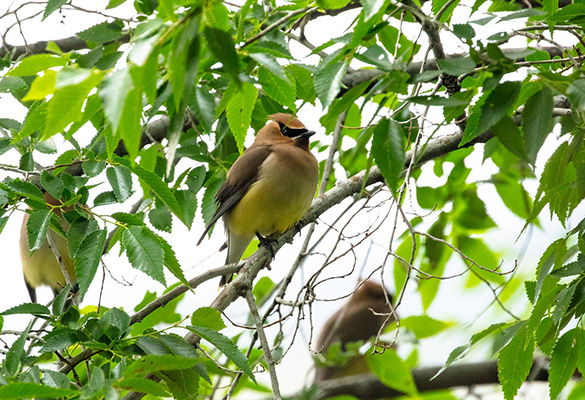 Cedar Waxwing