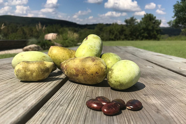 Paw paw