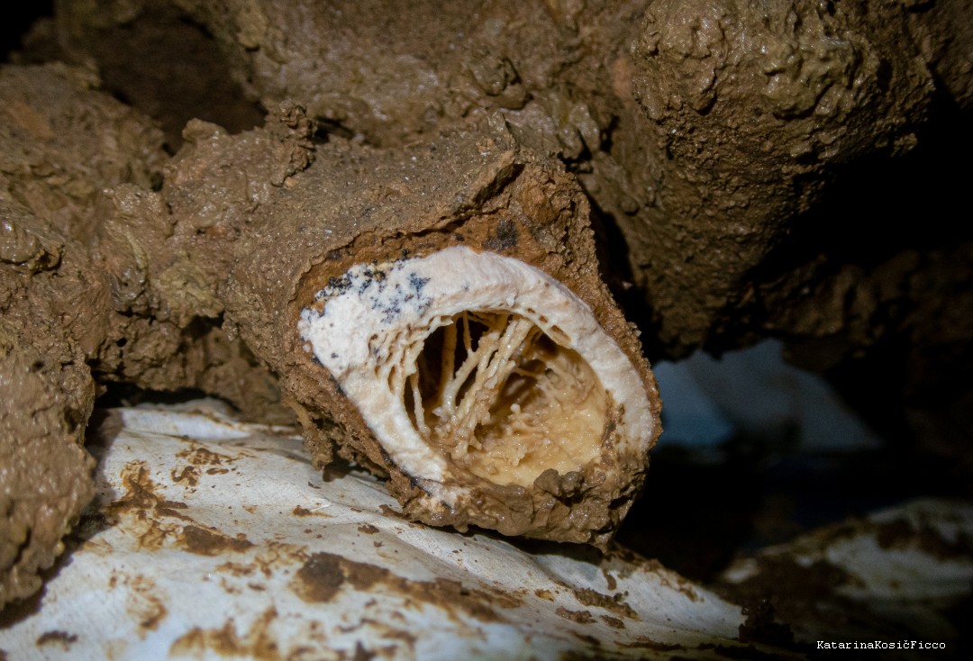 Seeing the hollow inside of one of the bones.
