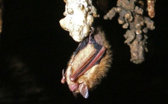 tricolored bat by phil lucas