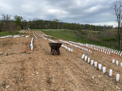 American chestnut plot at Sky Meadows