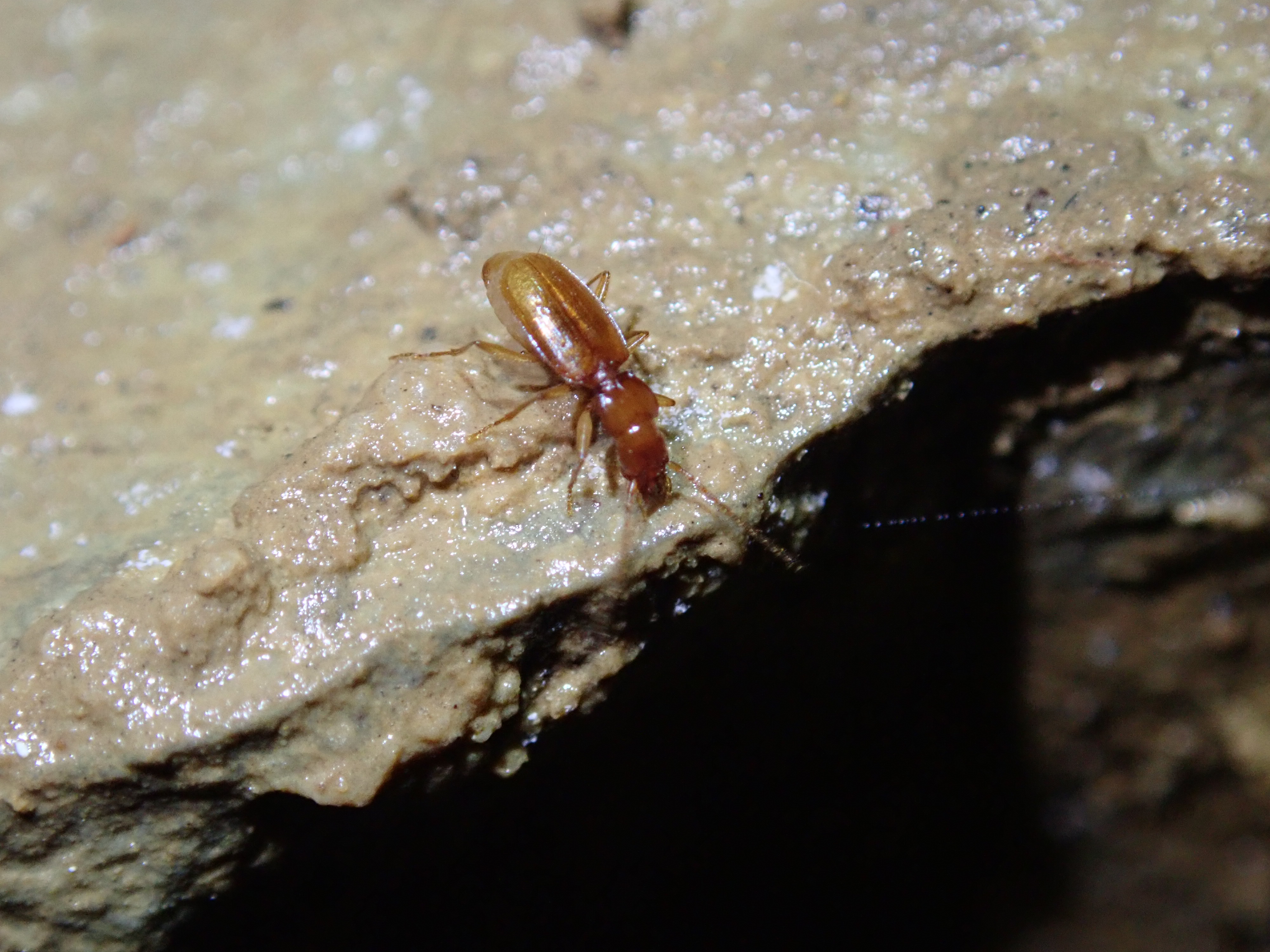 photo of cave beetle