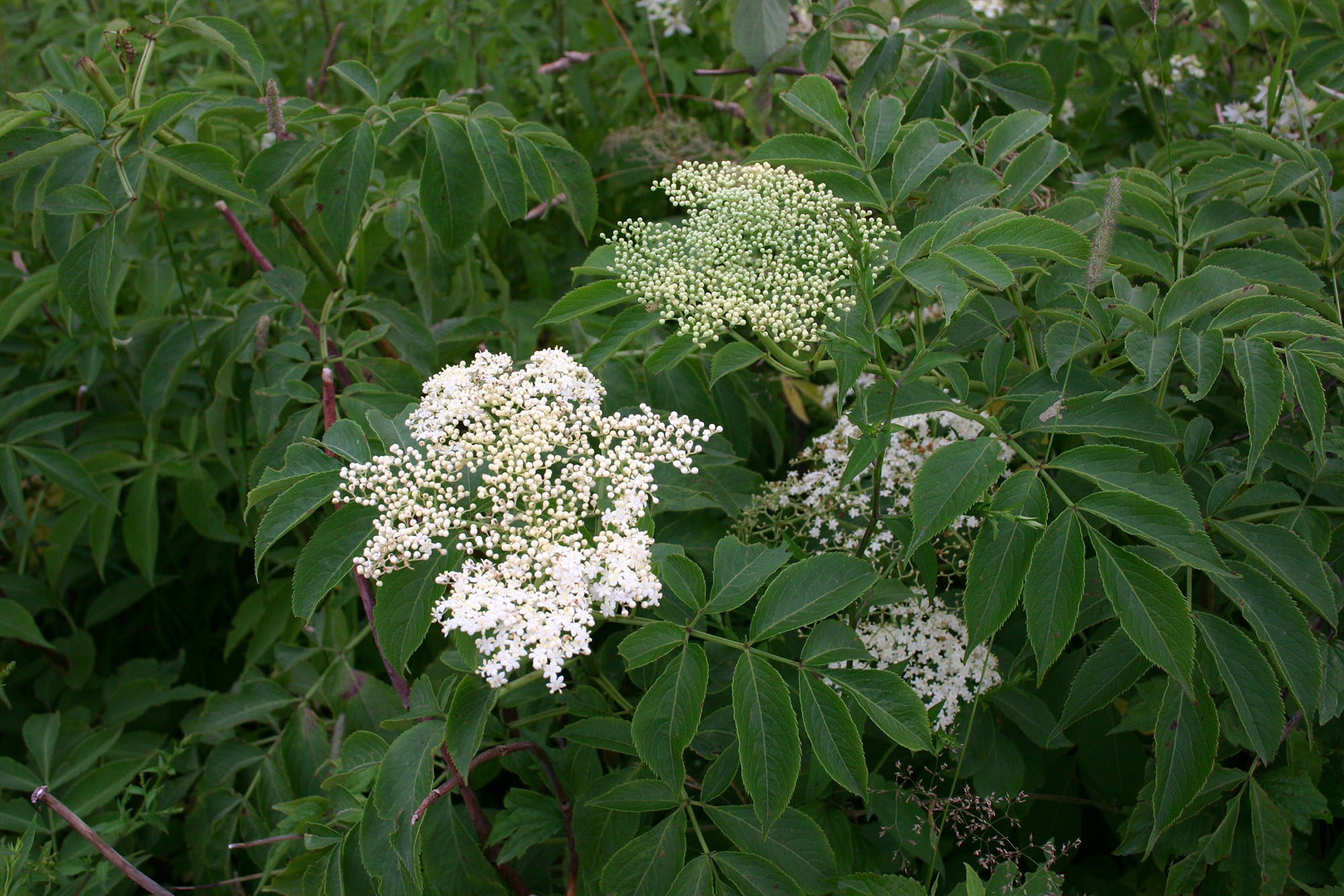 Red Elderberry bloomed white