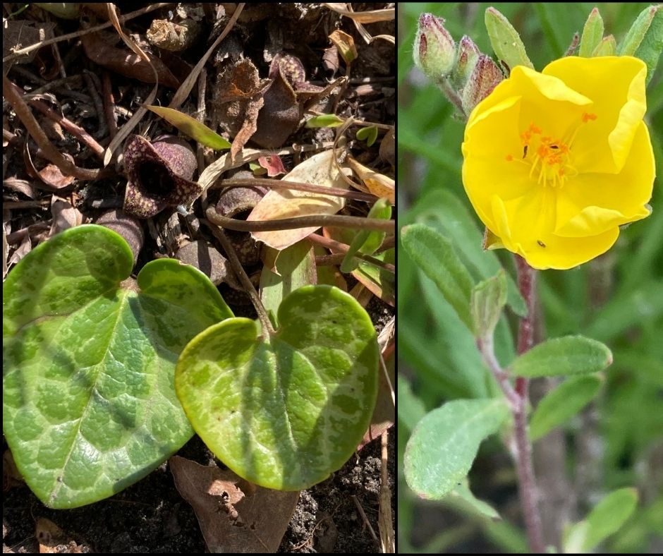 photo collage: on left, closeup of two green heart-shaped leaves coming out of the ground; on right, yellow flower blooming