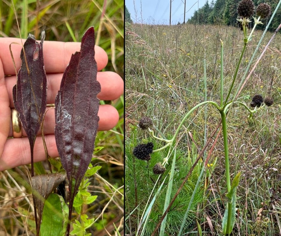 photo collage: on left, hand behind brownish leaves of smooth coneflower; on right, Northern rattlesnake-master with power line in background