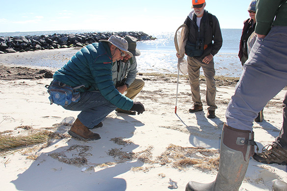 Staff scouting New Point Comfort Natural Area Preserve for the tiger beetle