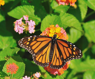 Monarch butterfly