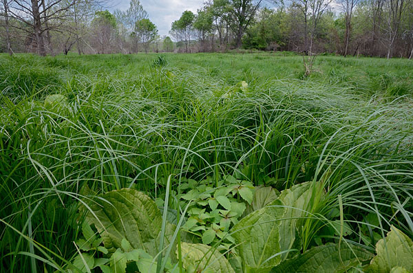 Cowbane Prairie Natural Area Preserve
