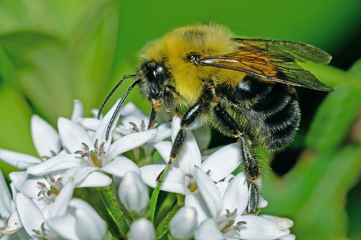 bee on flower