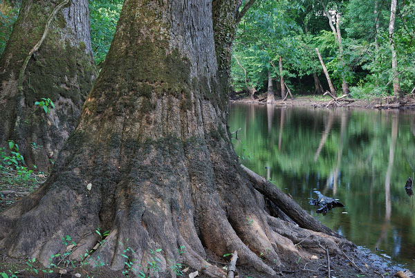 Blackwater Sandhills Preserve