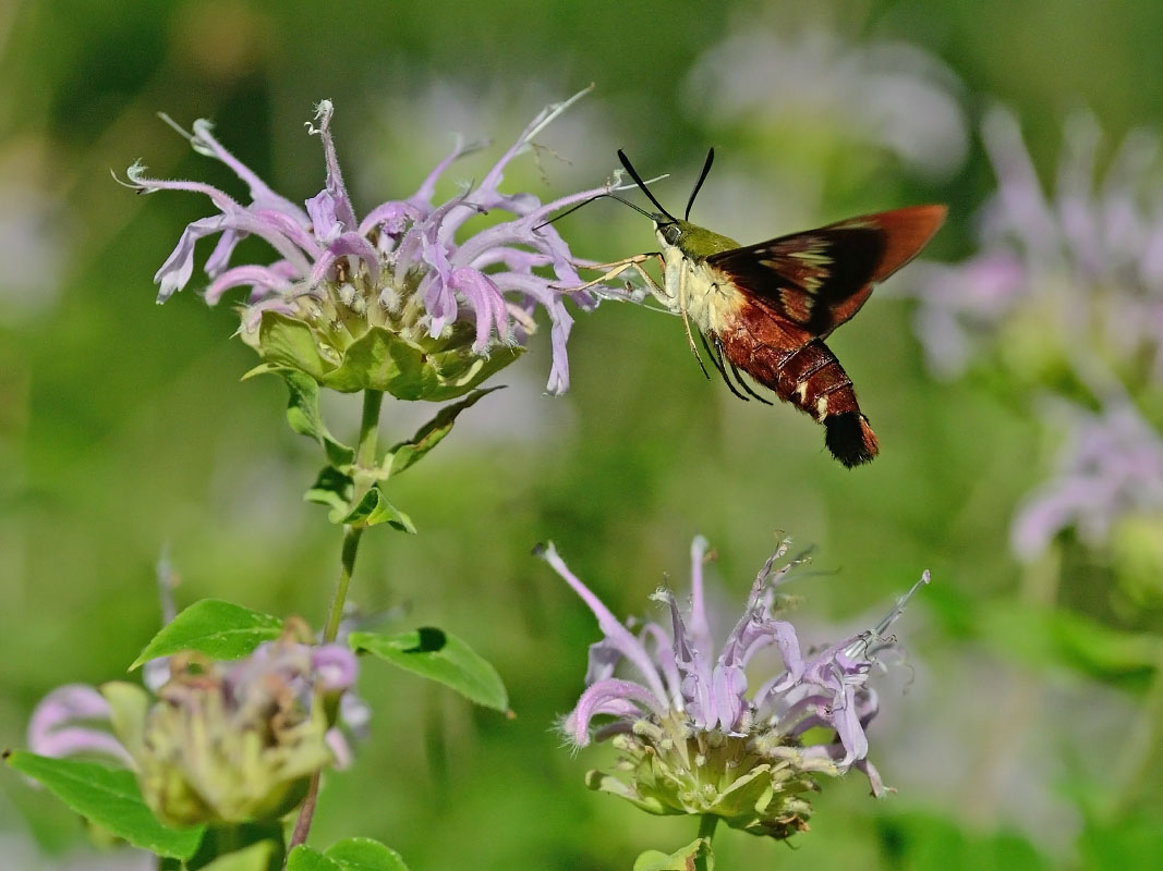 hummingbird moth on Monarda