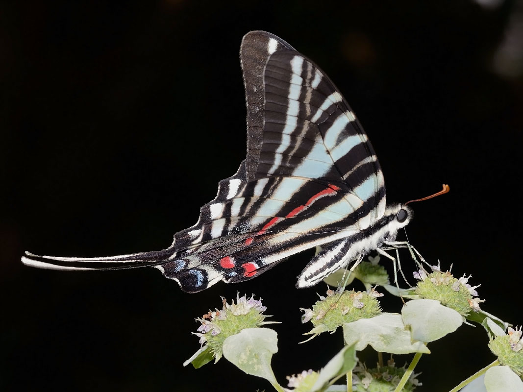 zebra swallowtail on flower