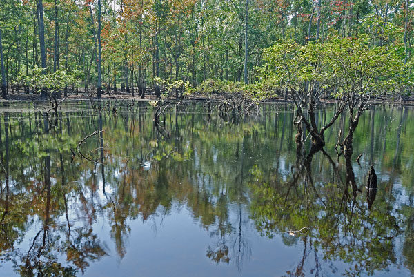 Grafton Ponds Natural Area Preserve