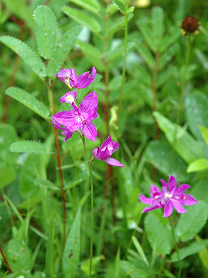 Calopogon tuberosus