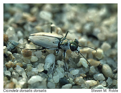 photo of tiger beetlet