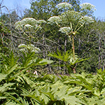 Giant Hogweed (Heracleum mantegazzianum)