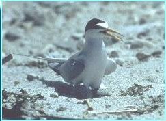 Least Terns, a rare colonial beach nesting bird, nest on some of Virginia's natural area preserves