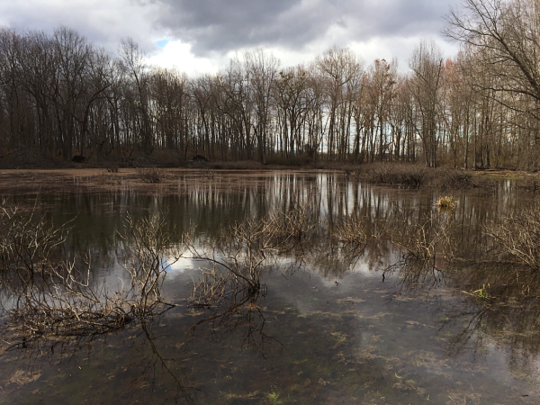 Lyndhurst Ponds Natural Area Preserve