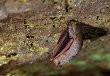 The eastern pipistrelle (Pipistrellus subflavus) is one of at least two bat species that hibernate in Ogdens Cave