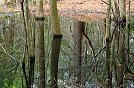 Reflections
