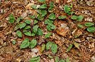 Tipularia discolor, cranefly orchis