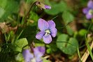 Violets