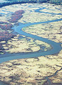 photo of estuarine