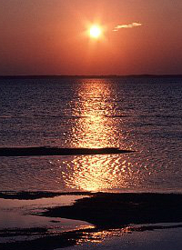 photo of marine