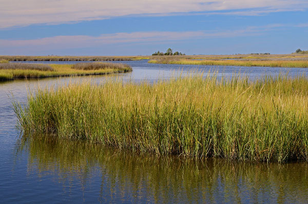 photo of Tidal Mesohaline/Polyhaline Marsh
